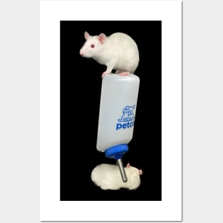 rats Posters and Art